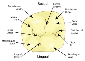 Tooth Surfaces Chart