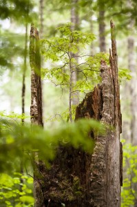 Spokane Dentist - Generations-Trapper Creek Wilderness-Eric Foss Photography