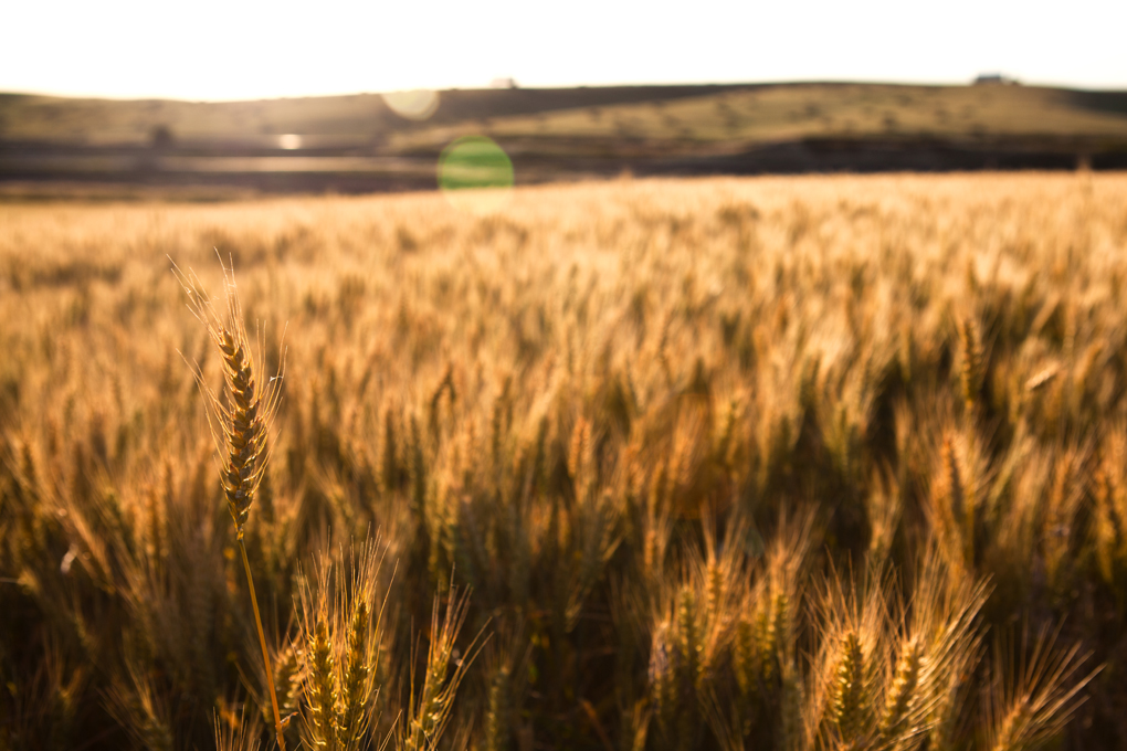 Palouse Wheat - Spokane Dentists - Eric Foss Photography