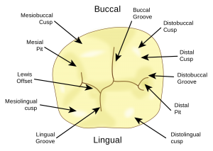 tooth surface diagram